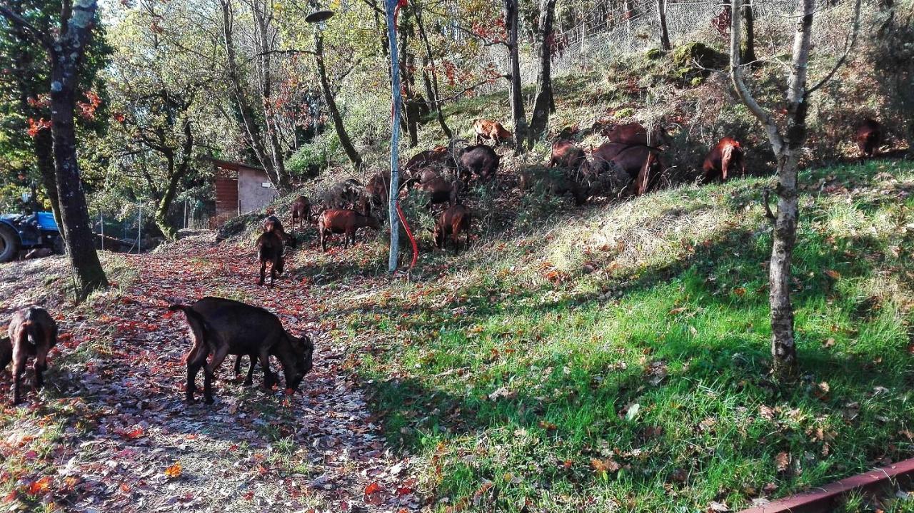 Agriturismo Paneolio Villa Collemandina ภายนอก รูปภาพ